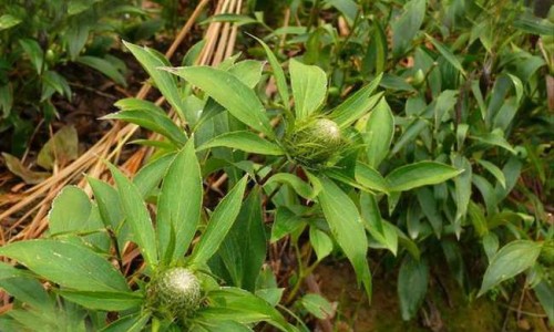 白马骨的作用网 | 白马骨的6种吃法大全,白马骨治什么病